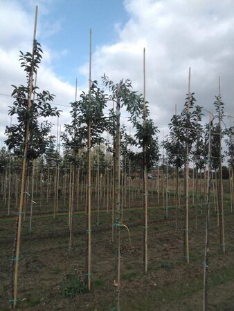 Pyrus salicifolia 'Pendula' 6-8 STA BR - image 4