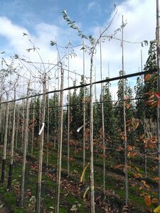 Pyrus salicifolia 'Pendula' 6-8 STA BR - image 3
