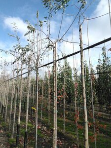 Pyrus salicifolia 'Pendula' 8-10 Hoogstam wortelgoed