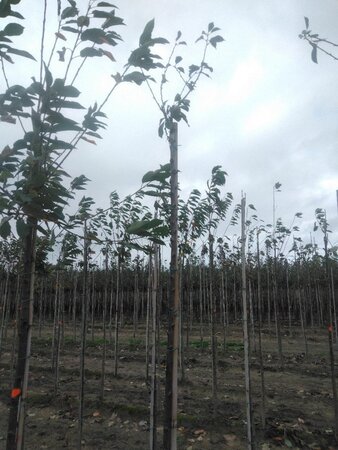 Pyrus salicifolia 'Pendula' 8-10 Hoogstam wortelgoed - afbeelding 2