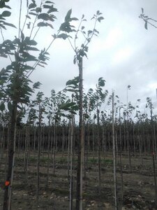 Pyrus salicifolia 'Pendula' 8-10 Hoogstam wortelgoed - afbeelding 2