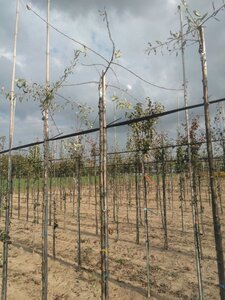 Pyrus salicifolia 'Pendula' 8-10 Hoogstam wortelgoed - afbeelding 3