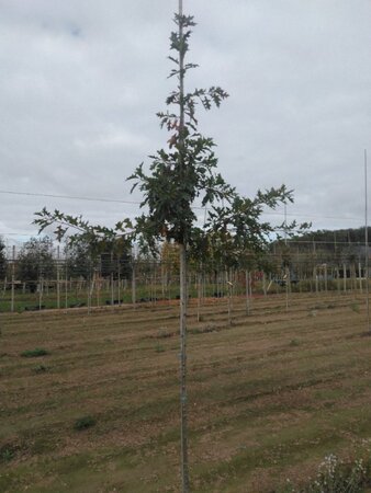 Quercus palustris 6-8 Hoogstam wortelgoed - afbeelding 1