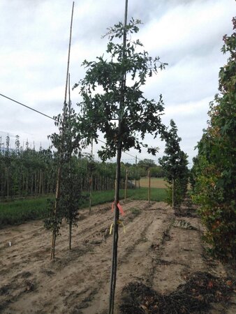 Quercus palustris 6-8 Hoogstam wortelgoed - afbeelding 3