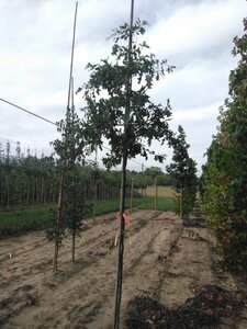 Quercus palustris 6-8 Hoogstam wortelgoed - afbeelding 3