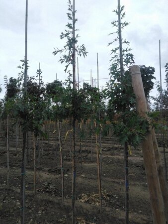 Quercus palustris 6-8 Hoogstam wortelgoed - afbeelding 4