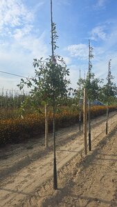 Quercus palustris 6-8 Hoogstam wortelgoed - afbeelding 2