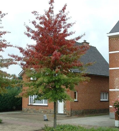 Quercus palustris 6-8 Hoogstam wortelgoed - afbeelding 1