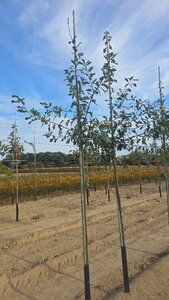 Quercus petraea / sessiflora 6-8 Hoogstam wortelgoed