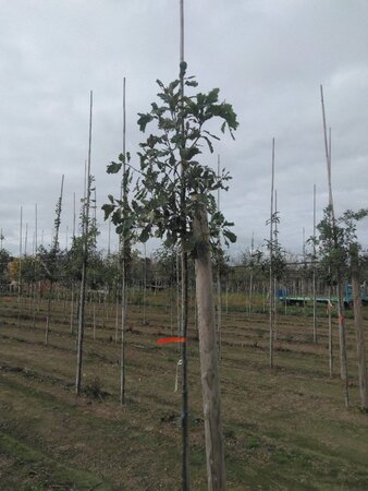 Quercus petraea / sessiflora 6-8 Hoogstam wortelgoed - afbeelding 2