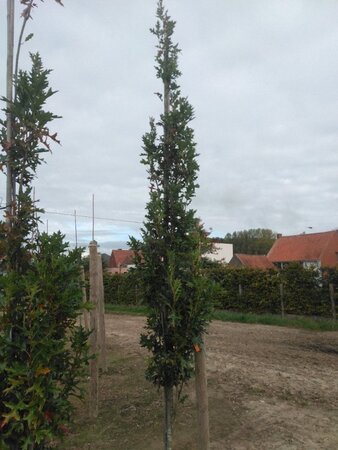 Quercus pal. Green Pillar 6-8 cm met kluit geveerd