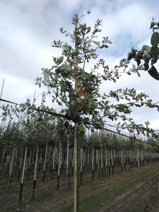 Quercus robur 10-12 Hoogstam wortelgoed - afbeelding 2