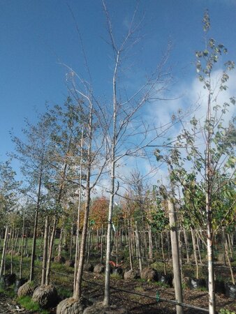 Quercus rubra 20-25 STA WRB 3 X V