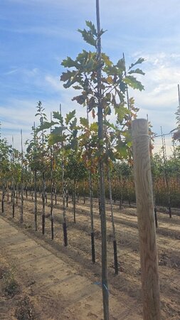 Quercus rubra 6-8 Hoogstam wortelgoed - afbeelding 2