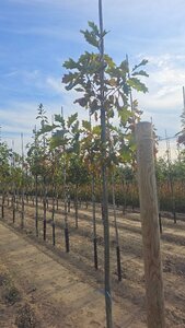 Quercus rubra 6-8 Hoogstam wortelgoed - afbeelding 2