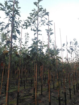 Quercus rubra 8-10 Hoogstam wortelgoed - afbeelding 3