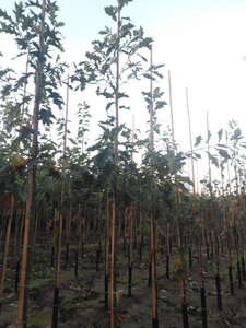 Quercus rubra 8-10 Hoogstam wortelgoed - afbeelding 3