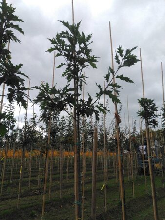 Quercus rubra 8-10 Hoogstam wortelgoed - afbeelding 4