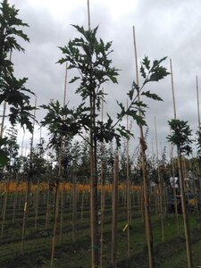 Quercus rubra 8-10 Hoogstam wortelgoed - afbeelding 4