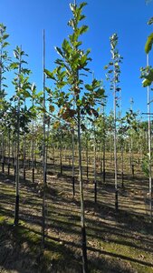 Quercus rubra 8-10 Hoogstam wortelgoed