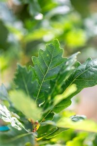 Quercus rob. 'Zeeland' 20-25 cm draadkluit geveerd 4 X verplant