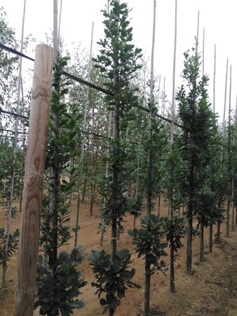 Quercus rob. 'Zeeland' 6-8 cm met kluit geveerd - afbeelding 5