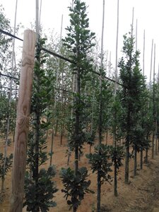 Quercus rob. 'Zeeland' 6-8 cm met kluit geveerd - afbeelding 5