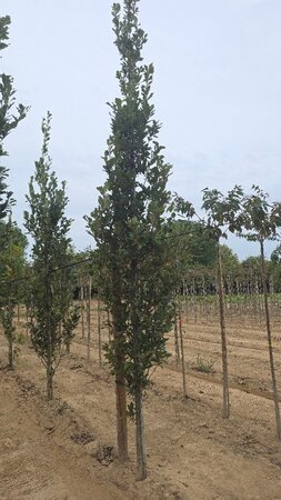 Quercus warei 'Regal Prince' = 'Long' 10-12 cm met kluit geveerd - afbeelding 3