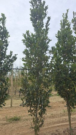 Quercus warei 'Regal Prince' = 'Long' 12-14 cm draadkluit geveerd 2 X verplant - afbeelding 3