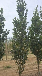 Quercus warei 'Regal Prince' = 'Long' 12-14 cm draadkluit geveerd 2 X verplant - afbeelding 3