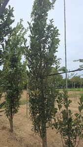 Quercus warei 'Regal Prince' = 'Long' 14-16 cm draadkluit geveerd 3 X verplant - afbeelding 3