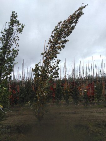 Quercus warei 'Regal Prince' = 'Long' 18-20 Hoogstam draadkluit 3 X verplant - afbeelding 3