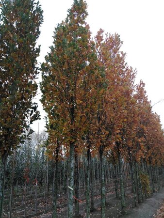 Quercus warei 'Regal Prince' = 'Long' 20-25 Hoogstam draadkluit 3 X verplant - afbeelding 3