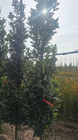 Quercus warei 'Regal Prince' = 'Long' 6-8 cm met kluit geveerd - afbeelding 3