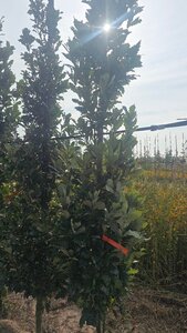 Quercus warei 'Regal Prince' = 'Long' 6-8 cm met kluit geveerd - afbeelding 3