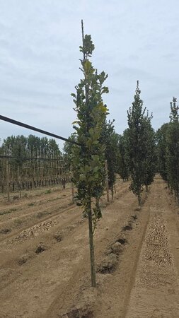 Quercus warei 'Regal Prince' = 'Long' 6-8 cm met kluit geveerd - afbeelding 4
