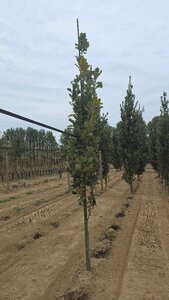 Quercus warei 'Regal Prince' = 'Long' 6-8 cm met kluit geveerd - afbeelding 4