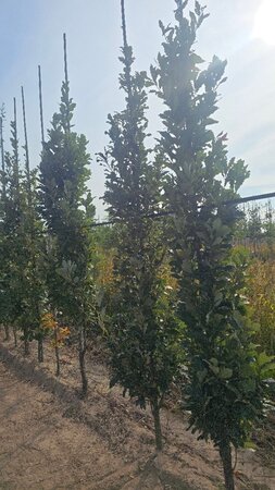 Quercus warei 'Regal Prince' = 'Long' 8-10 cm met kluit geveerd - afbeelding 3