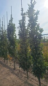 Quercus warei 'Regal Prince' = 'Long' 8-10 cm met kluit geveerd - afbeelding 3