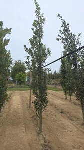 Quercus warei 'Regal Prince' = 'Long' 8-10 cm met kluit geveerd - afbeelding 4