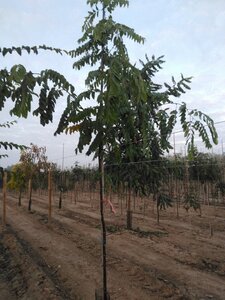 Robinia marg. Casque Rouge ('Pink Cascade') 6-8 Hoogstam wortelgoed - afbeelding 2