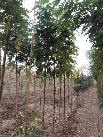 Robinia marg. Casque Rouge ('Pink Cascade') 6-8 Hoogstam wortelgoed - afbeelding 1