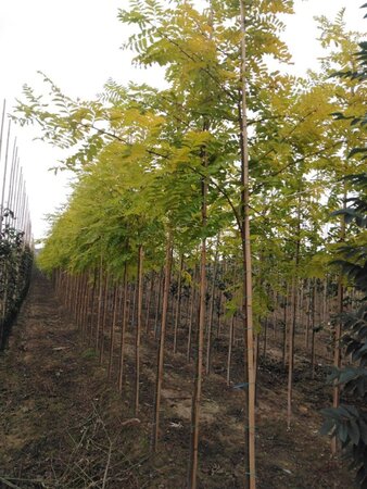 Robinia ps. 'Frisia' 6-8 Hoogstam wortelgoed - afbeelding 3