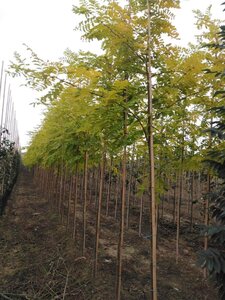 Robinia ps. 'Frisia' 6-8 Hoogstam wortelgoed - afbeelding 3