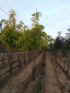 Robinia ps. 'Frisia' 6-8 Hoogstam wortelgoed