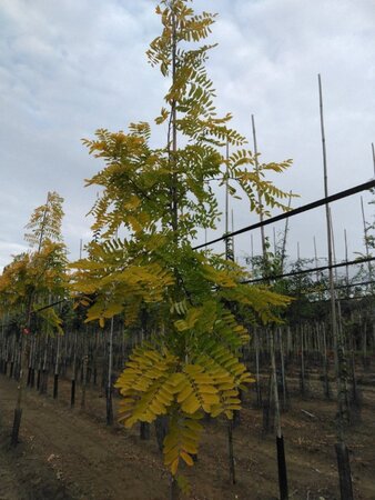 Robinia ps. 'Frisia' 6-8 STA BR - image 2