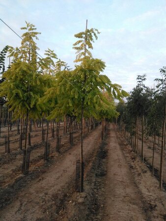 Robinia ps. 'Frisia' 6-8 STA BR - image 1