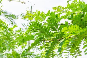 Robinia pseudoacacia 20-25 Hoogstam draadkluit 3 X verplant - afbeelding 2