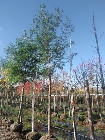 Robinia pseudoacacia 25-30 Hoogstam draadkluit 3 X verplant - afbeelding 5