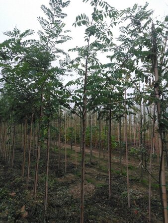 Robinia pseudoacacia 6-8 Hoogstam wortelgoed - afbeelding 6